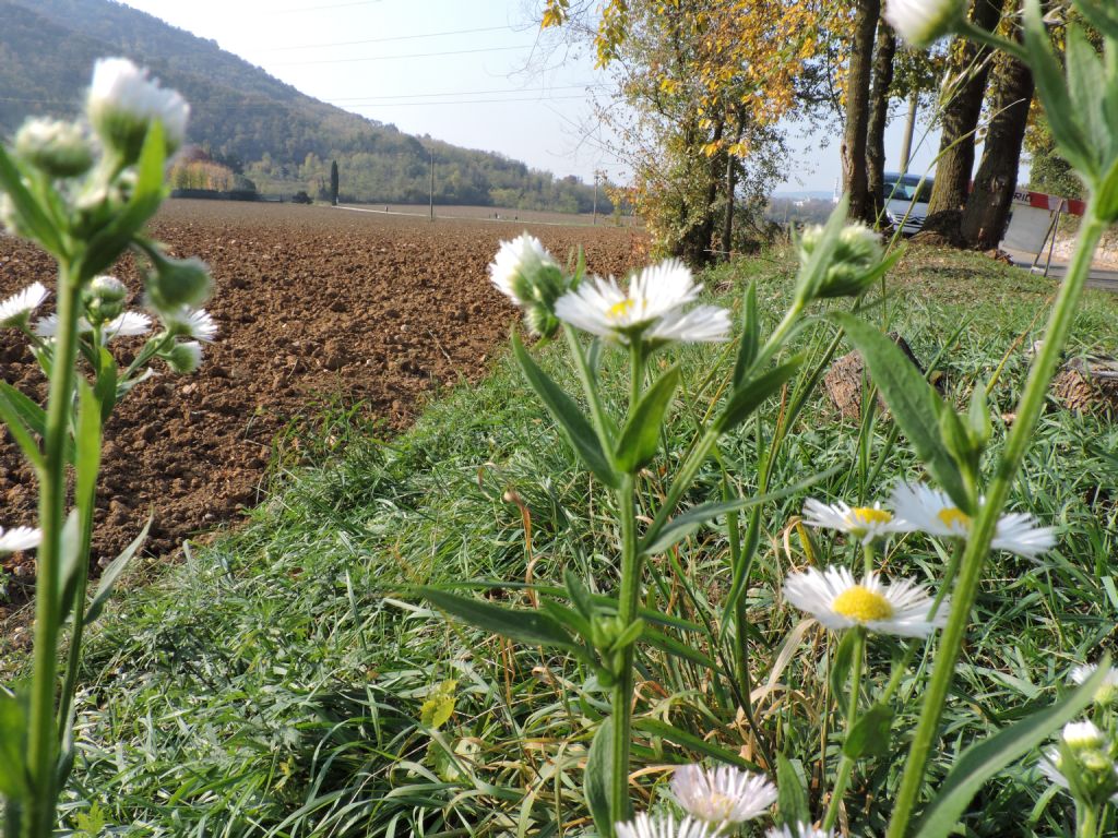 Erigeron annuus